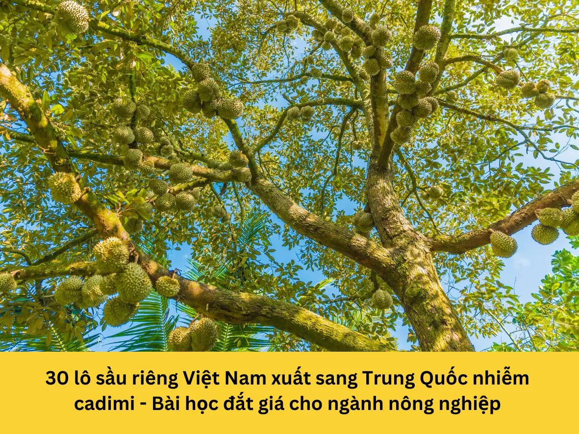 30 lô sầu riêng Việt Nam xuất sang Trung Quốc nhiễm cadimi: Bài học đắt giá cho ngành nông nghiệp